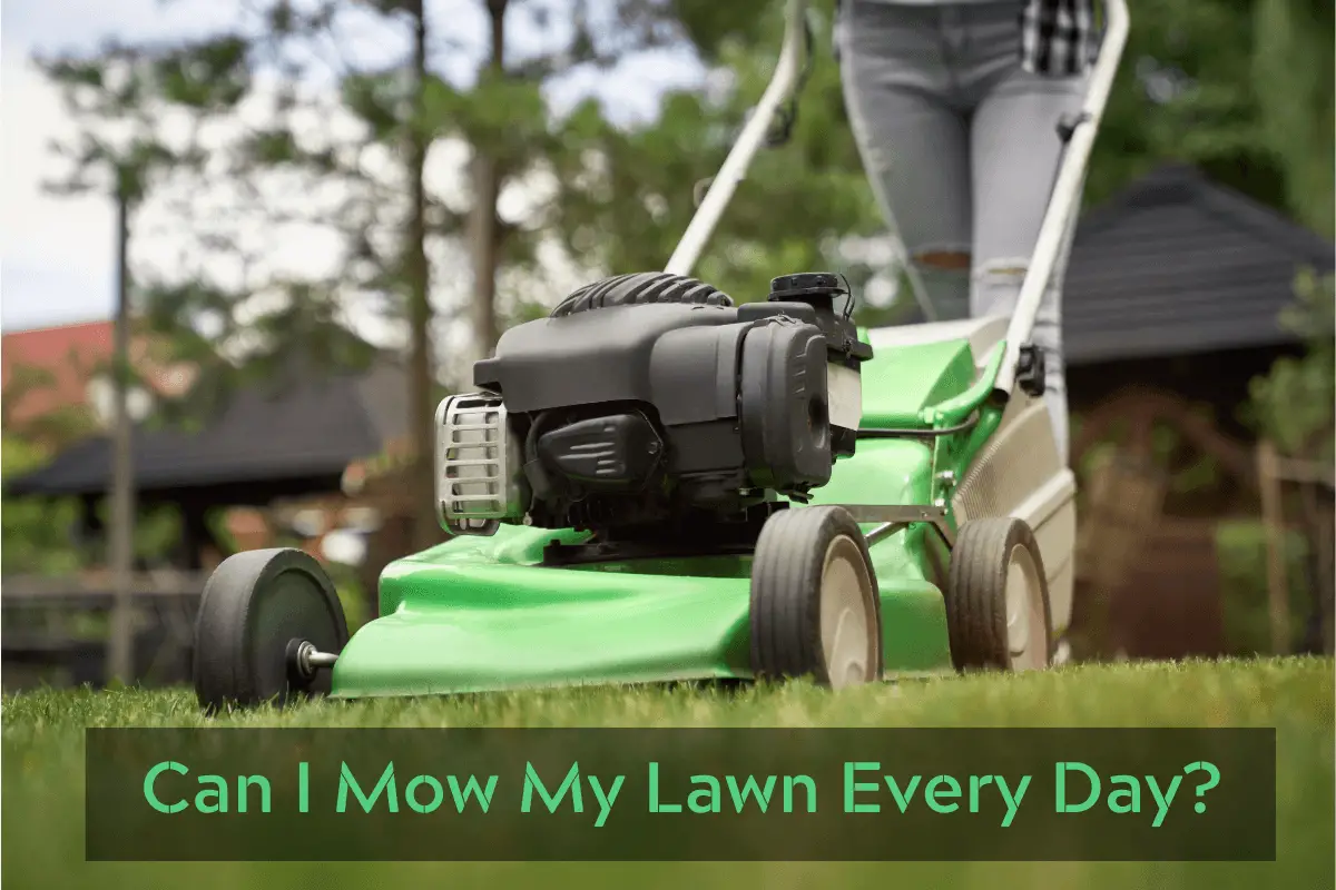 Can I Mow My Lawn Every Day?