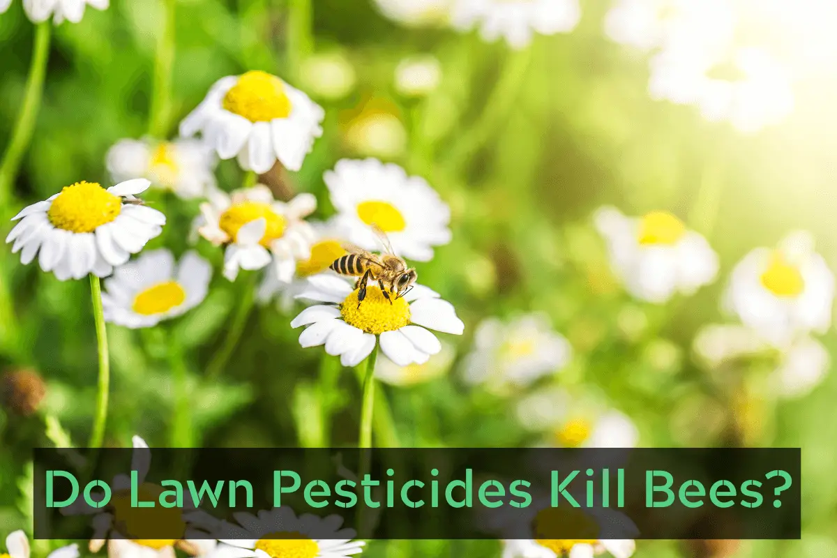 Do Lawn Pesticides Kill Bees?
