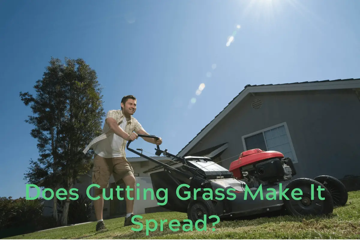 Does Cutting Grass Make It Spread?