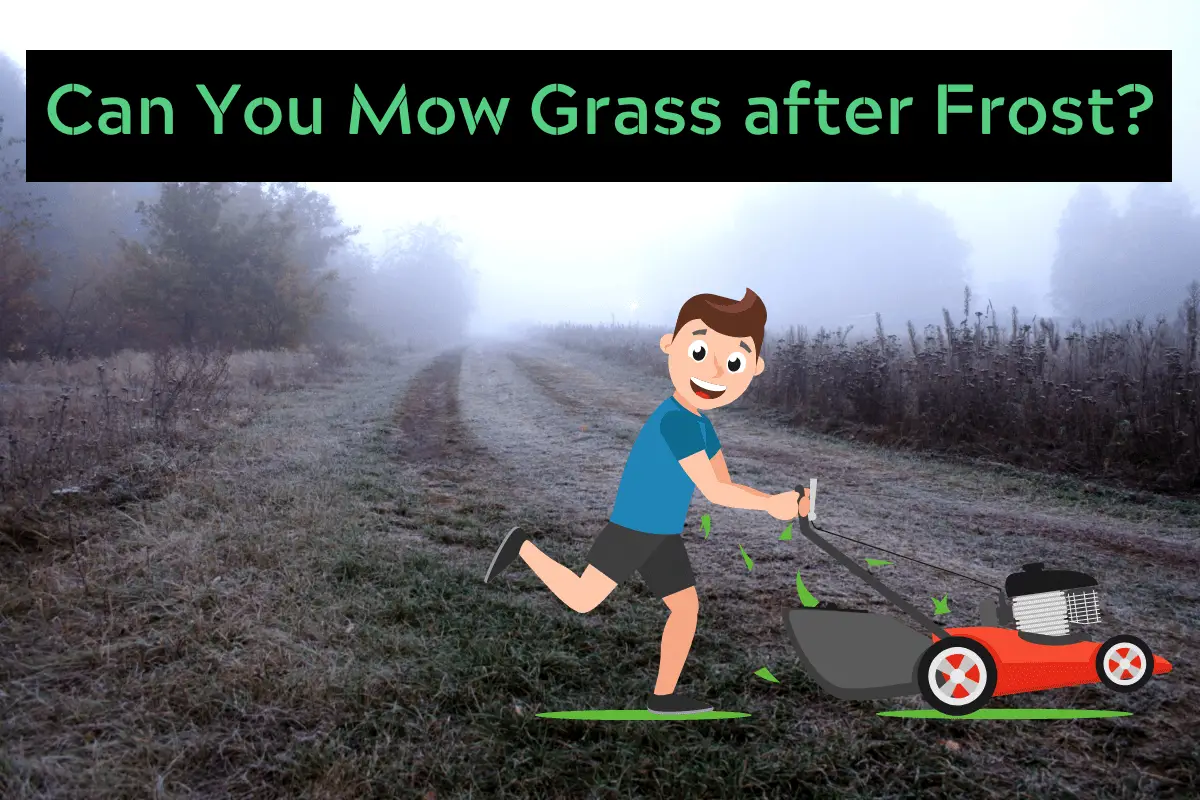 Can You Mow Grass after Frost?